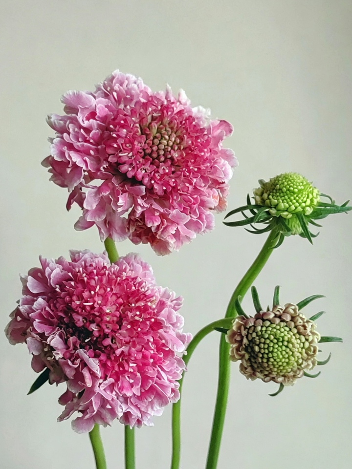 Pink Scabious Pink Scabious