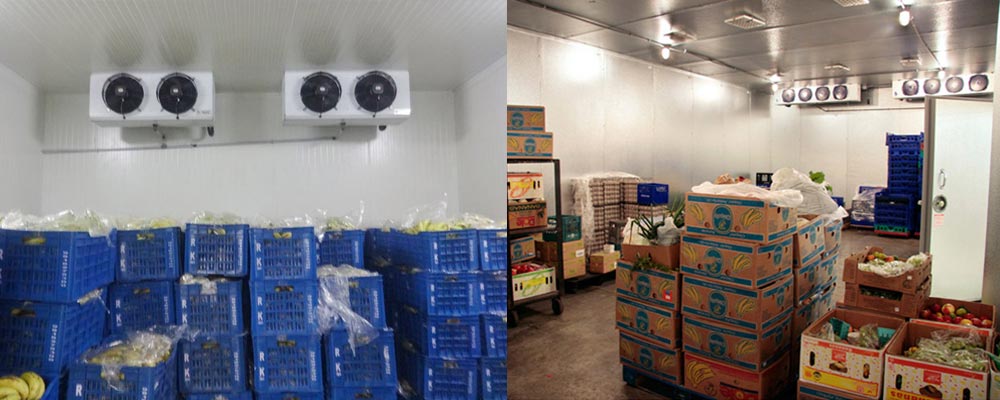 Chambre froide de maturation de la banane Banana ripening cold room