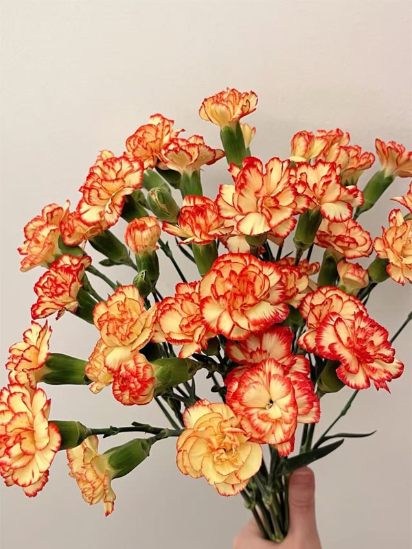 Spray carnation samba3 Spray carnation samba3