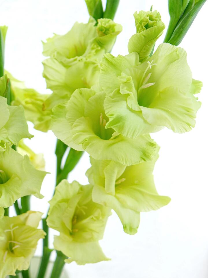 Green Gladiolus Green Gladiolus