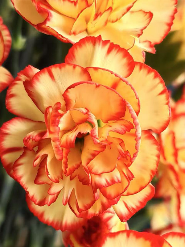 Spray carnation samba2 Spray carnation samba2