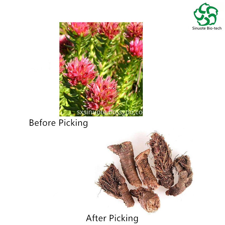 Rhodiola Rosea Rhodiola Rosea