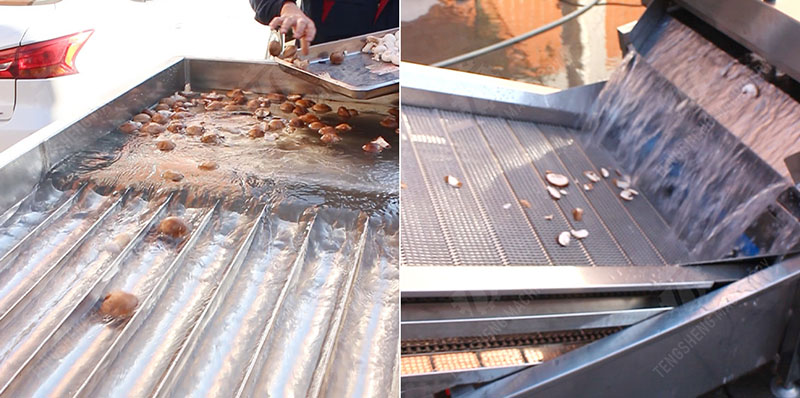 commercial mushroom slicing machine commercial mushroom slicing machine