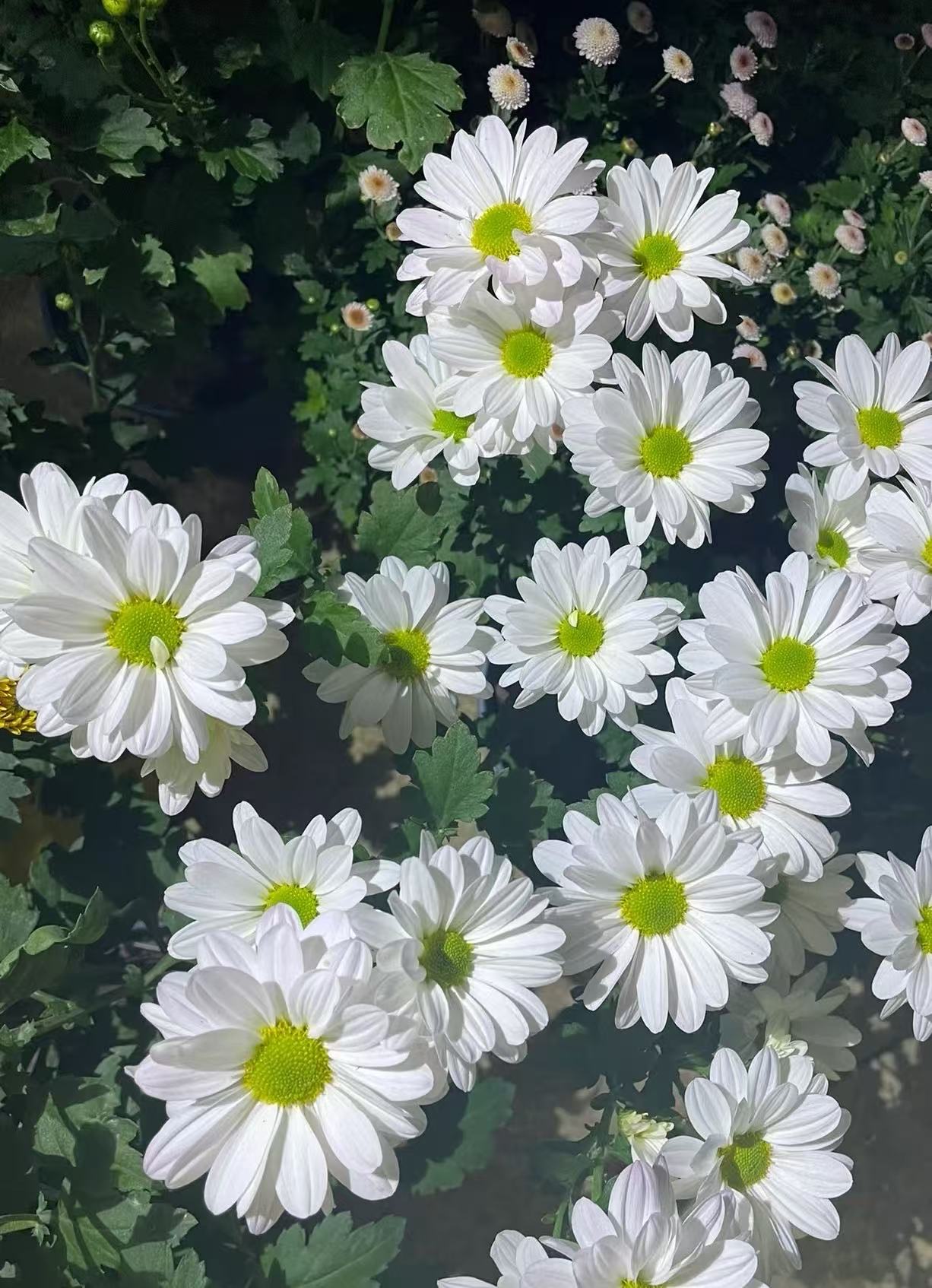 Kennedy white chrysanthemum Kennedy white chrysanthemum