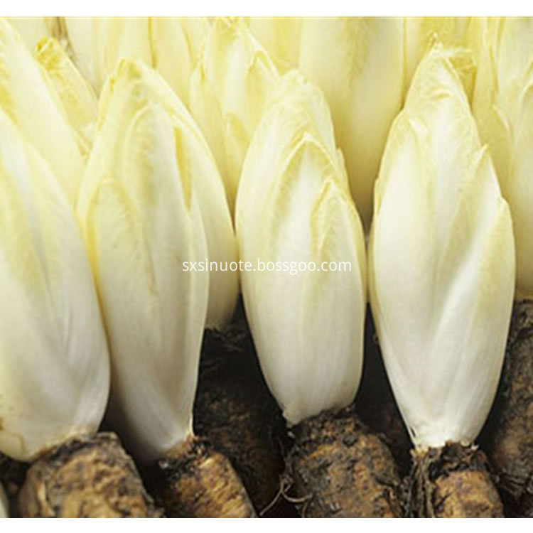Chicory Root Extract Chicory Root Extract
