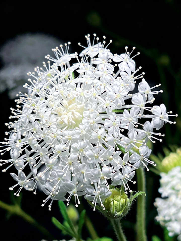 White lace flower White lace flower