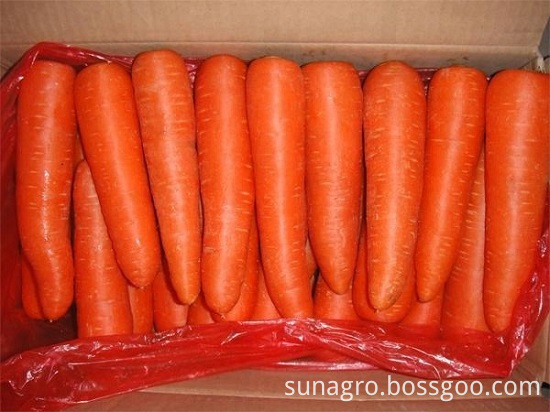 High Quality Dig Carrots