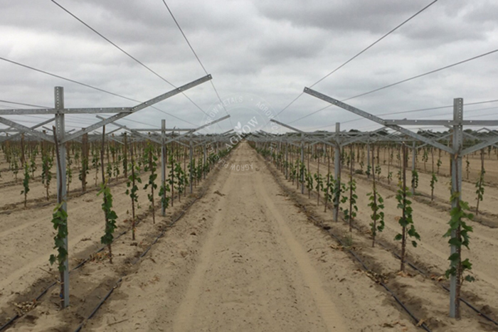 Vineyard trellising crossarm