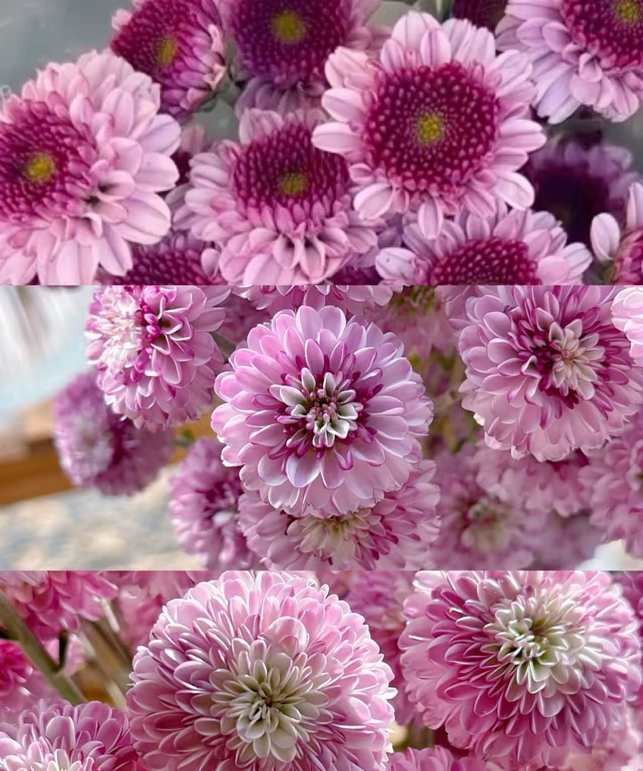 Fan Yan spray chrysanthemum Fan Yan spray chrysanthemum