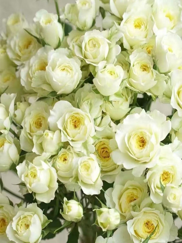 Warm Jade rose1 Warm Jade rose1