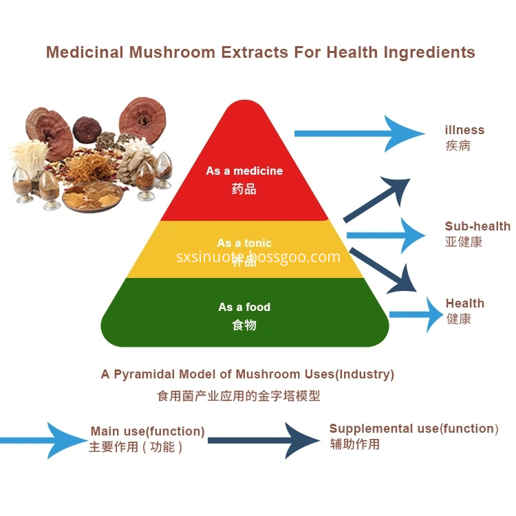 Mushroom Extract Mushroom Extract