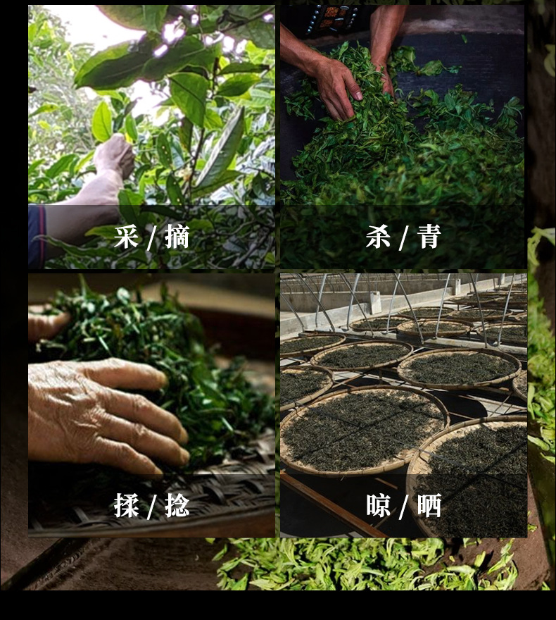 humus soil. Its long growth cycle brings abundant internal substances, making it a highly rare premium product among Raw Puerh. Rare Raw Material|500-Year-Old Single Ancient Tree 【Traditional Handcrafting|Ancient Method to Lock in Aroma】 humus soil. Its long growth cycle brings abundant internal substances, making it a highly rare premium product among Raw Puerh. Rare Raw Material|500-Year-Old Single Ancient Tree 【Traditional Handcrafting|Ancient Method to Lock in Aroma】