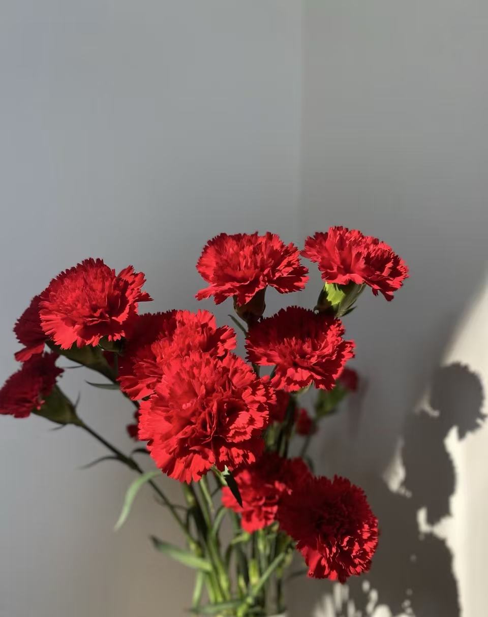 Single-headed Red carnation Single-headed Red carnation