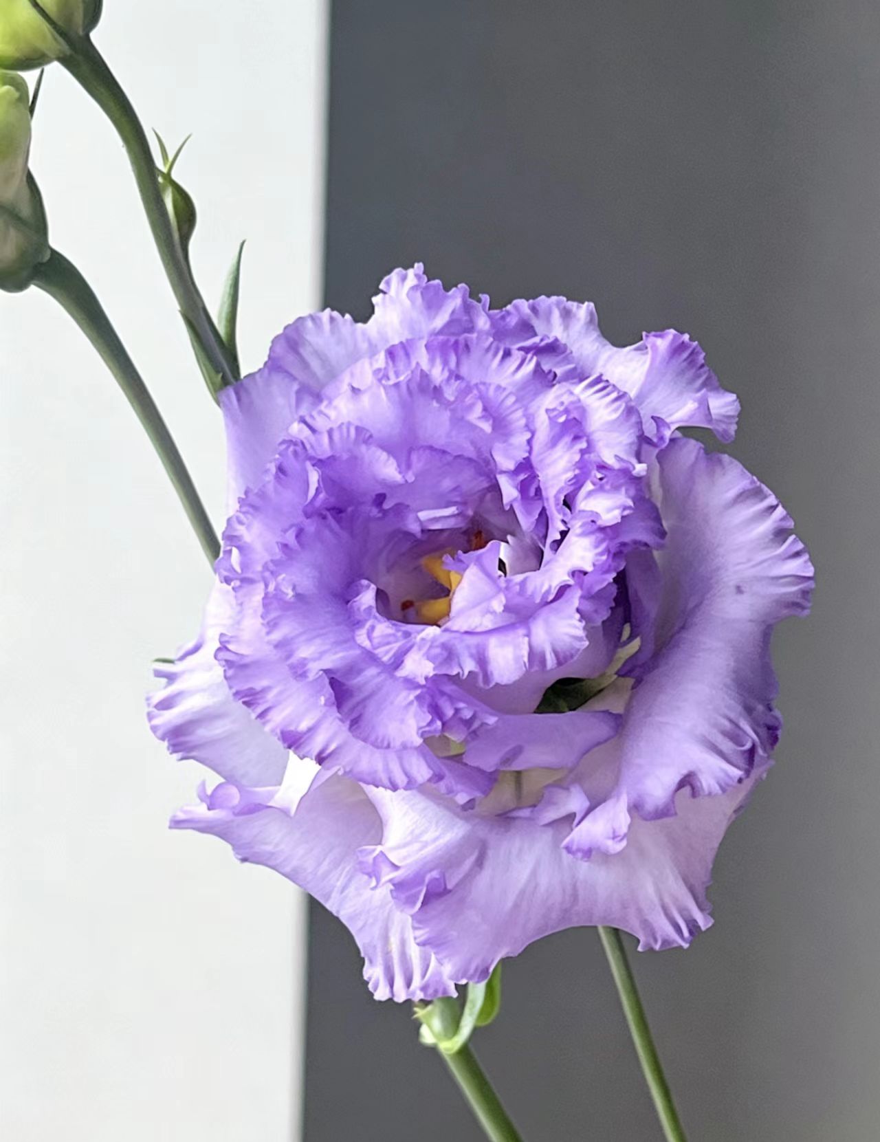 Farmer Light Purple Lisianthus Farmer Light Purple Lisianthus