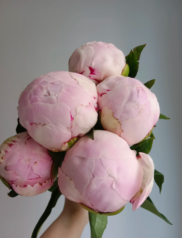 Paeonia lactiflora 'Sarah Bernhardt' Paeonia lactiflora 'Sarah Bernhardt'