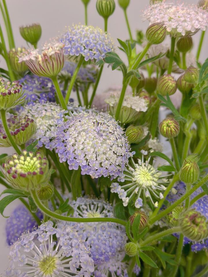 Purple Lace Flower Purple Lace Flower