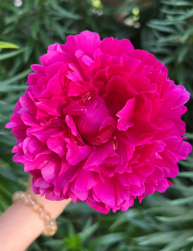 Red Fuji Herbaceous Peony Red Fuji Herbaceous Peony