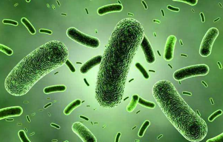 Lactobacillus Plantarum Lactobacillus Plantarum