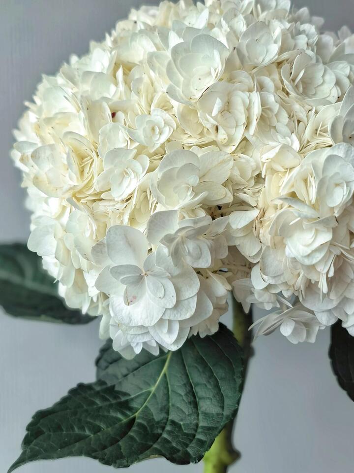 Double White Hydrangea Double White Hydrangea