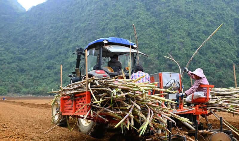 sugarcane planter sugarcane planter