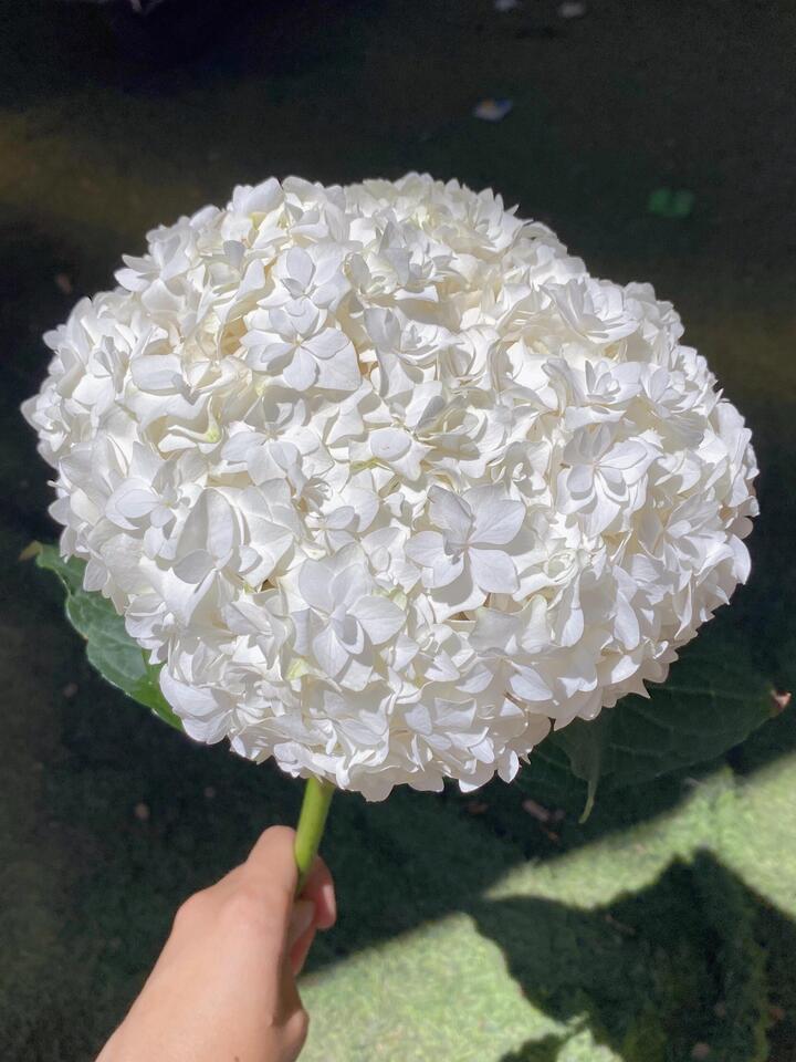 Double White Hydrangea Double White Hydrangea
