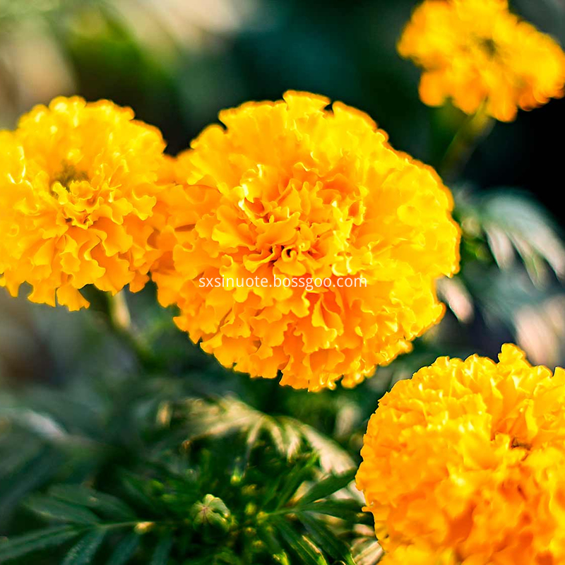 Marigold Extract Marigold Extract