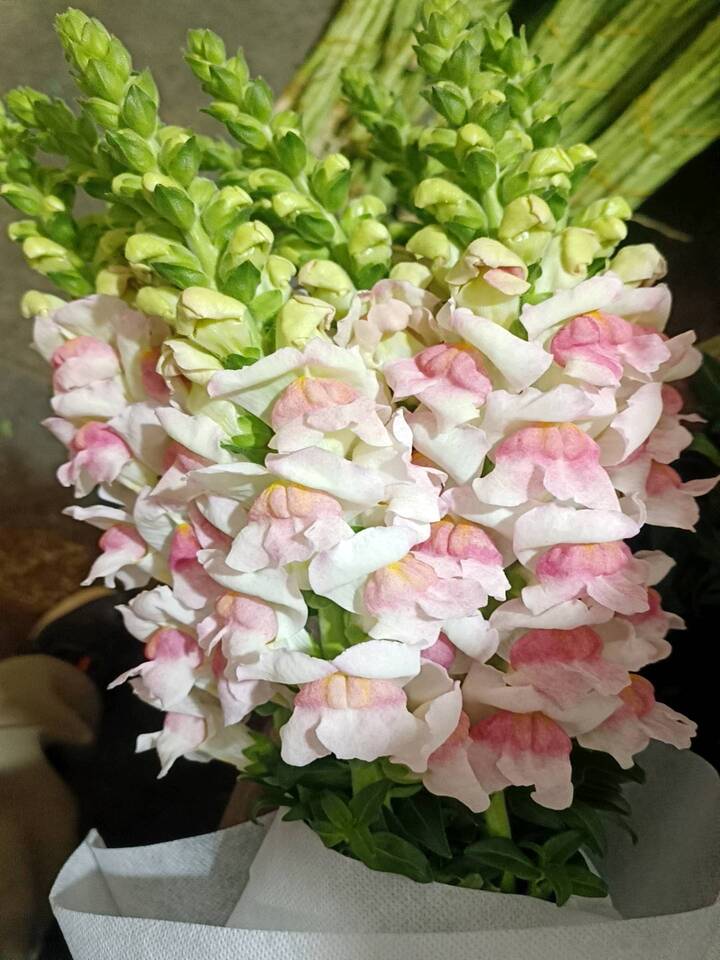 Pink and white Snapdragon Pink and white Snapdragon