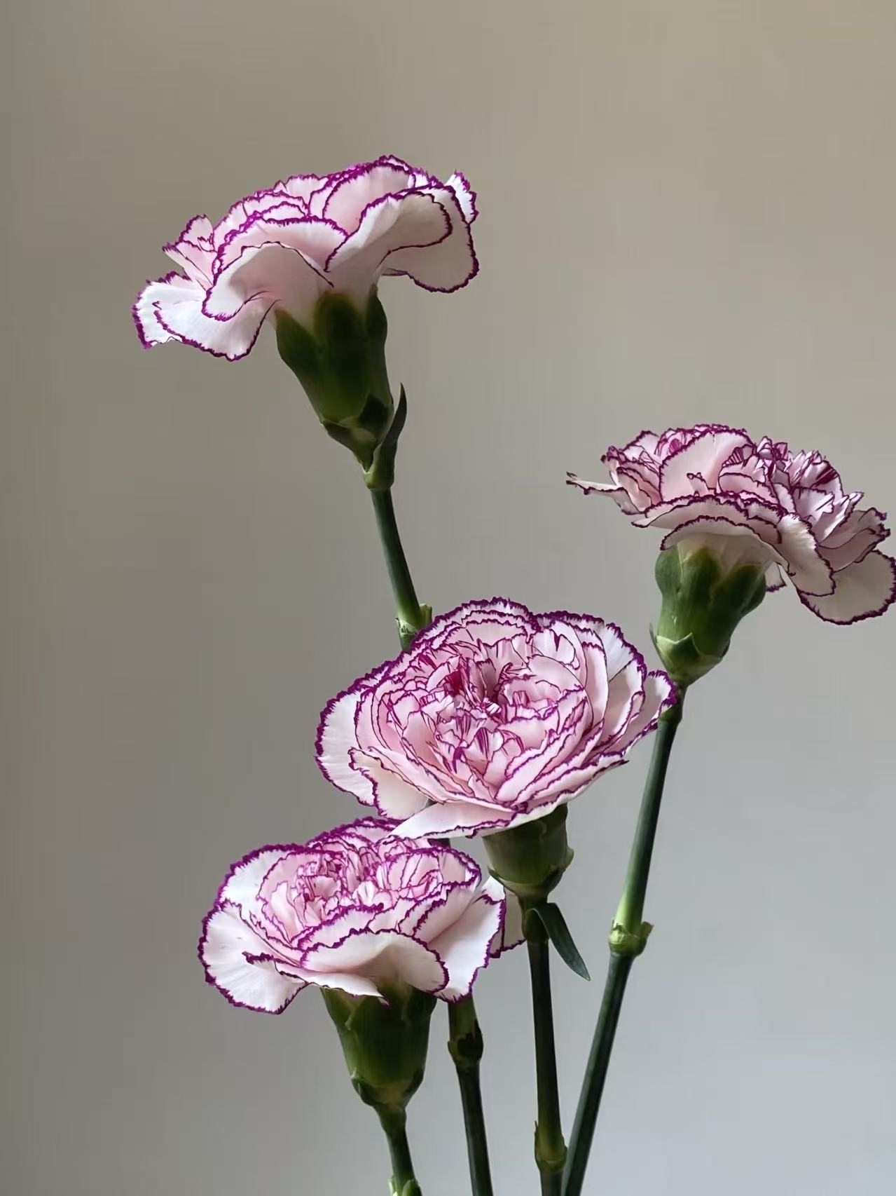 Single-headed carnation purple elf Single-headed carnation purple elf
