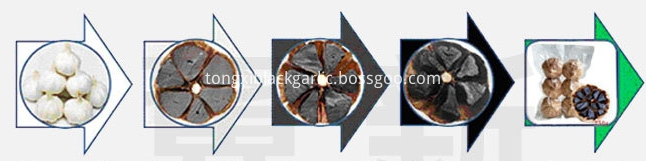 fermentation process fermentation process