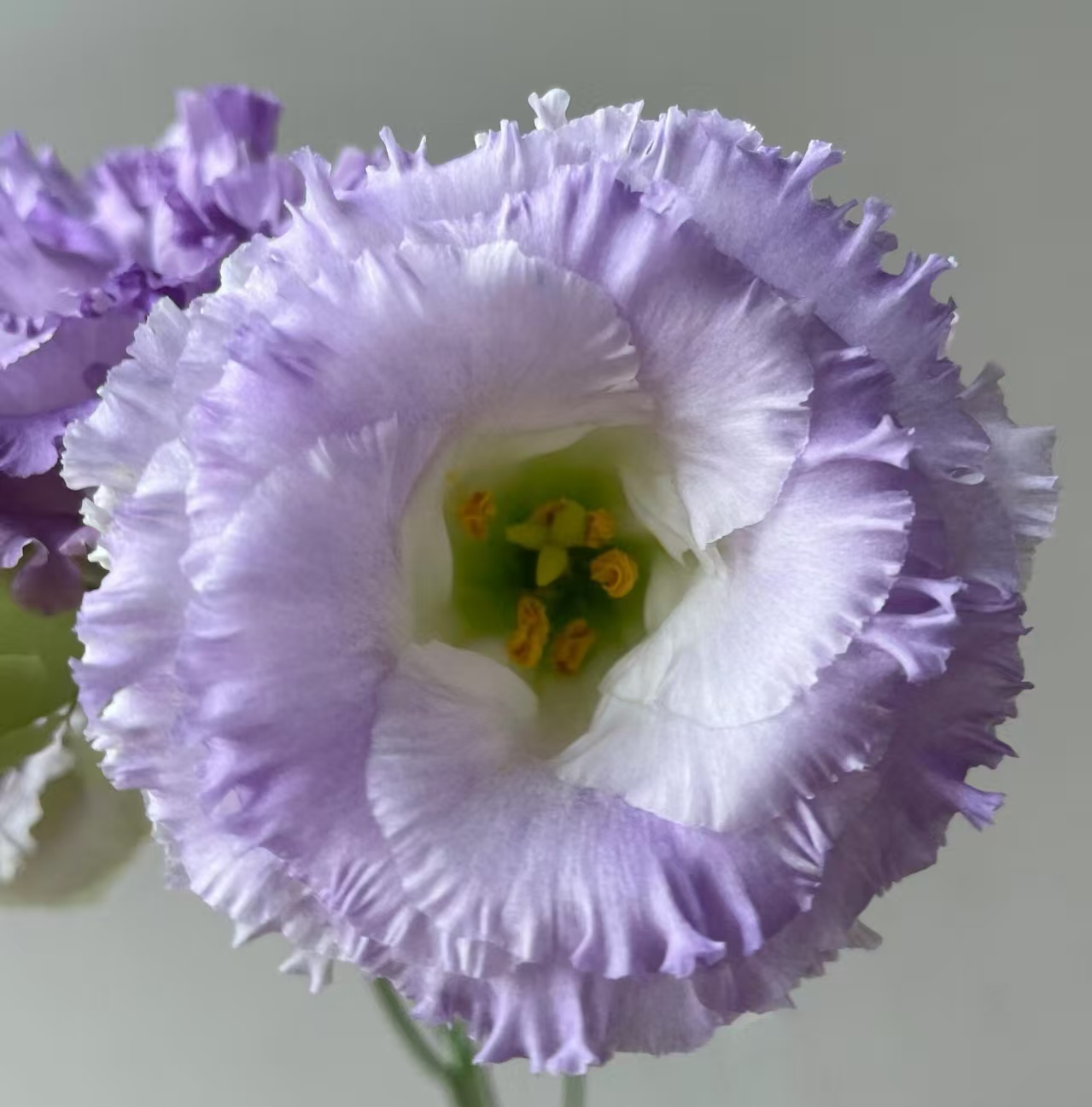 Dusty Gray Lisianthus Dusty Gray Lisianthus