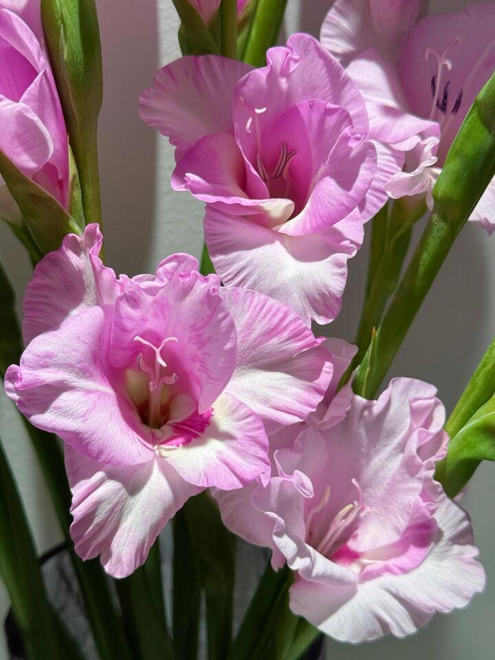Gladiolus of Yi Lian You Meng Gladiolus of Yi Lian You Meng