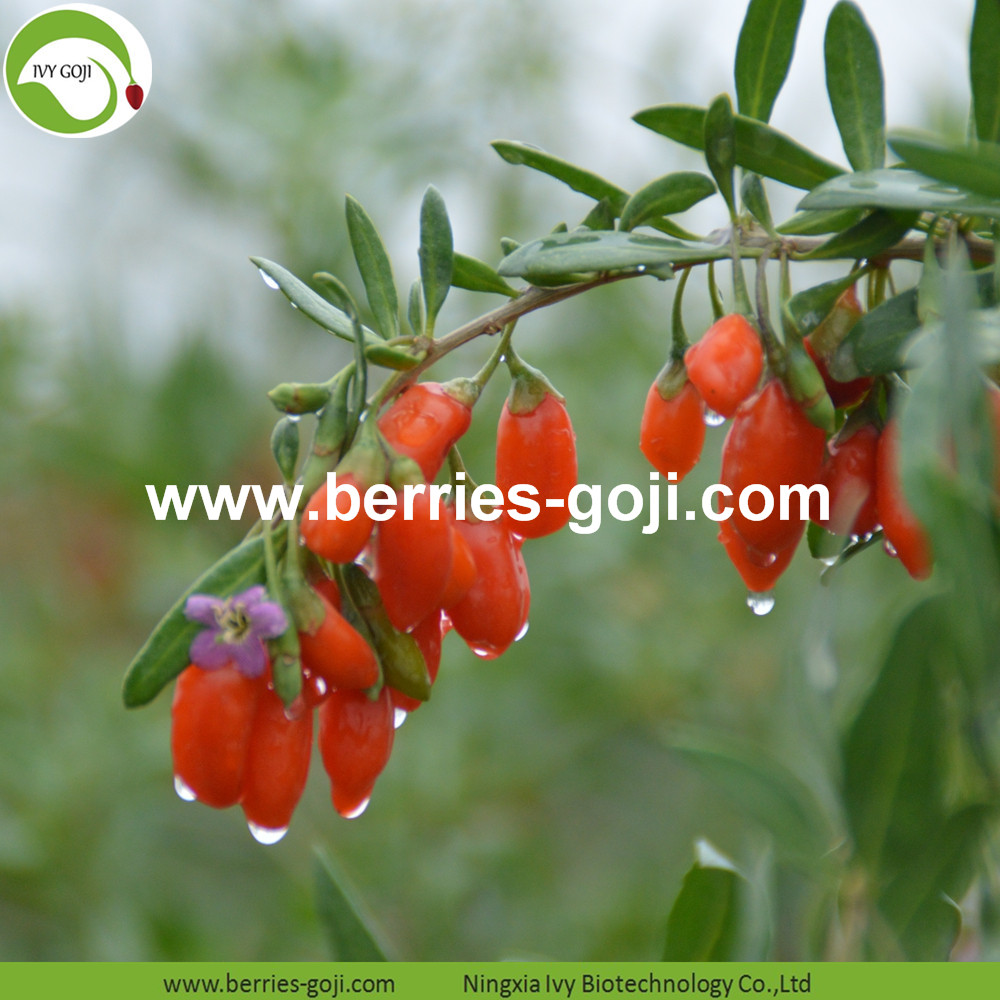 Lycium Chinense Lycium Chinense