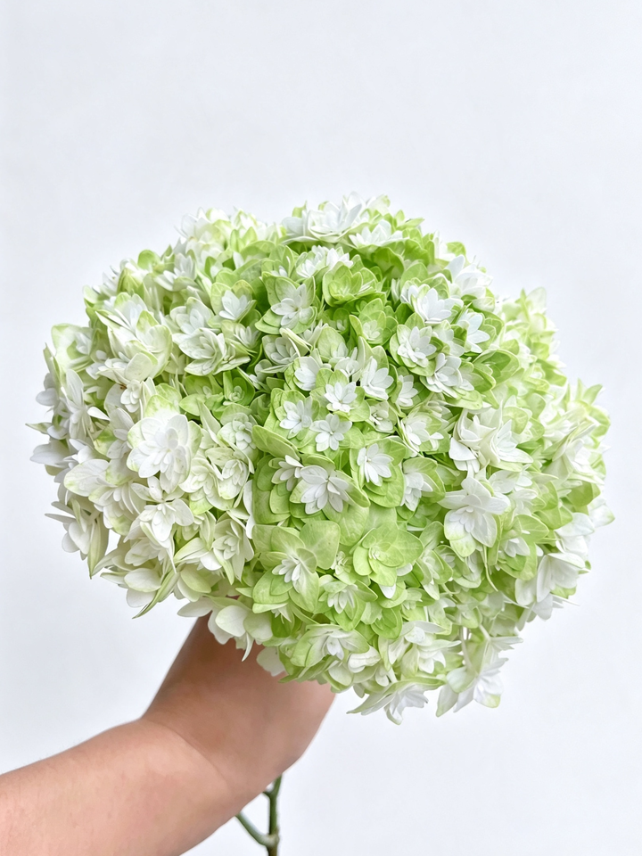 Princess Anne's Double Hydrangea Princess Anne's Double Hydrangea