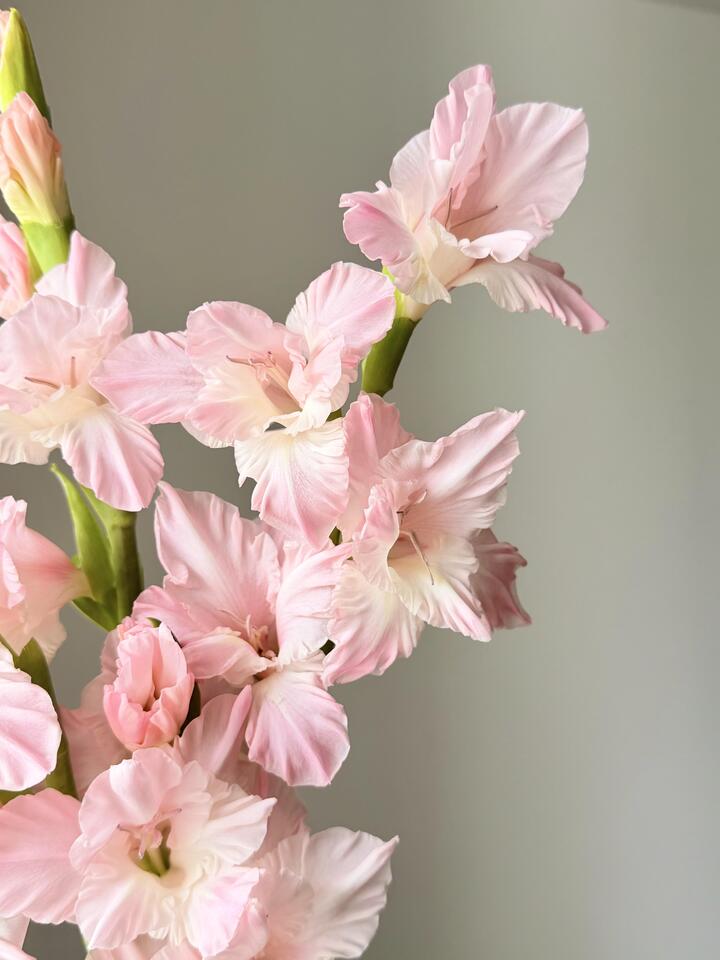 7 7