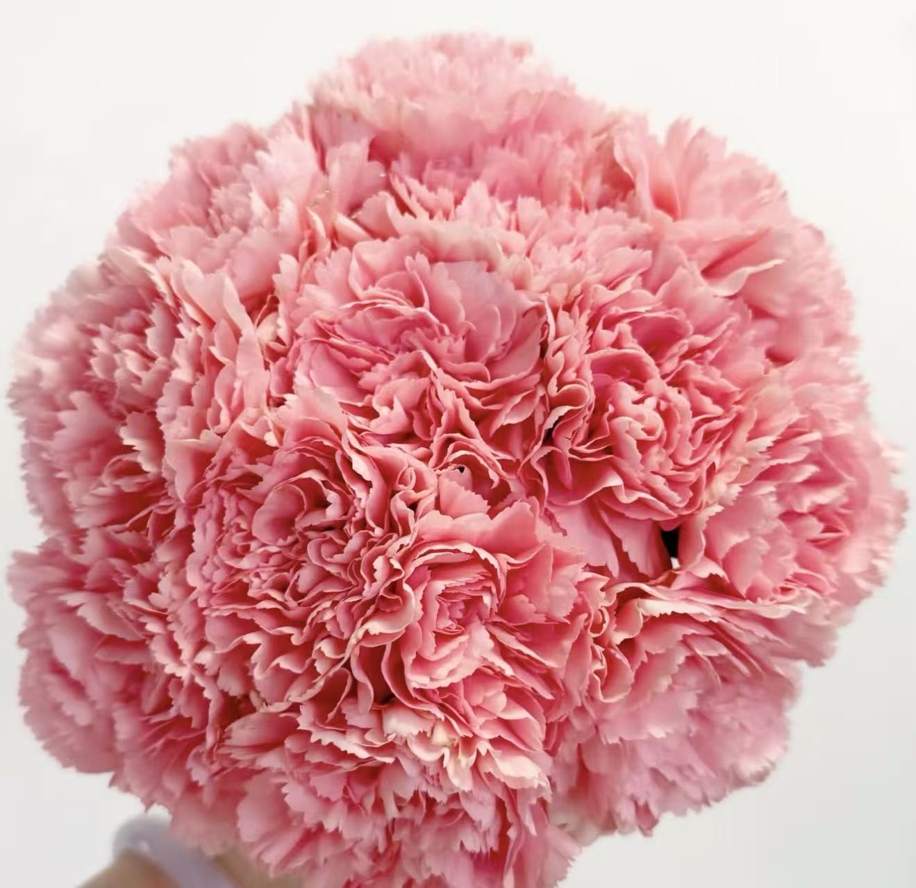 Single-headed carnation powder zhuan Single-headed carnation powder zhuan
