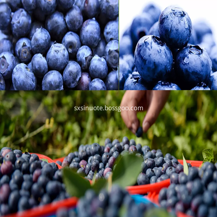 Blueberry Extract Blueberry Extract