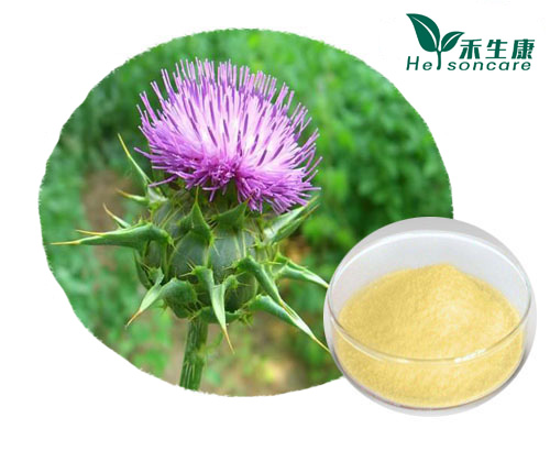 Milk Thistle Extract Milk Thistle Extract