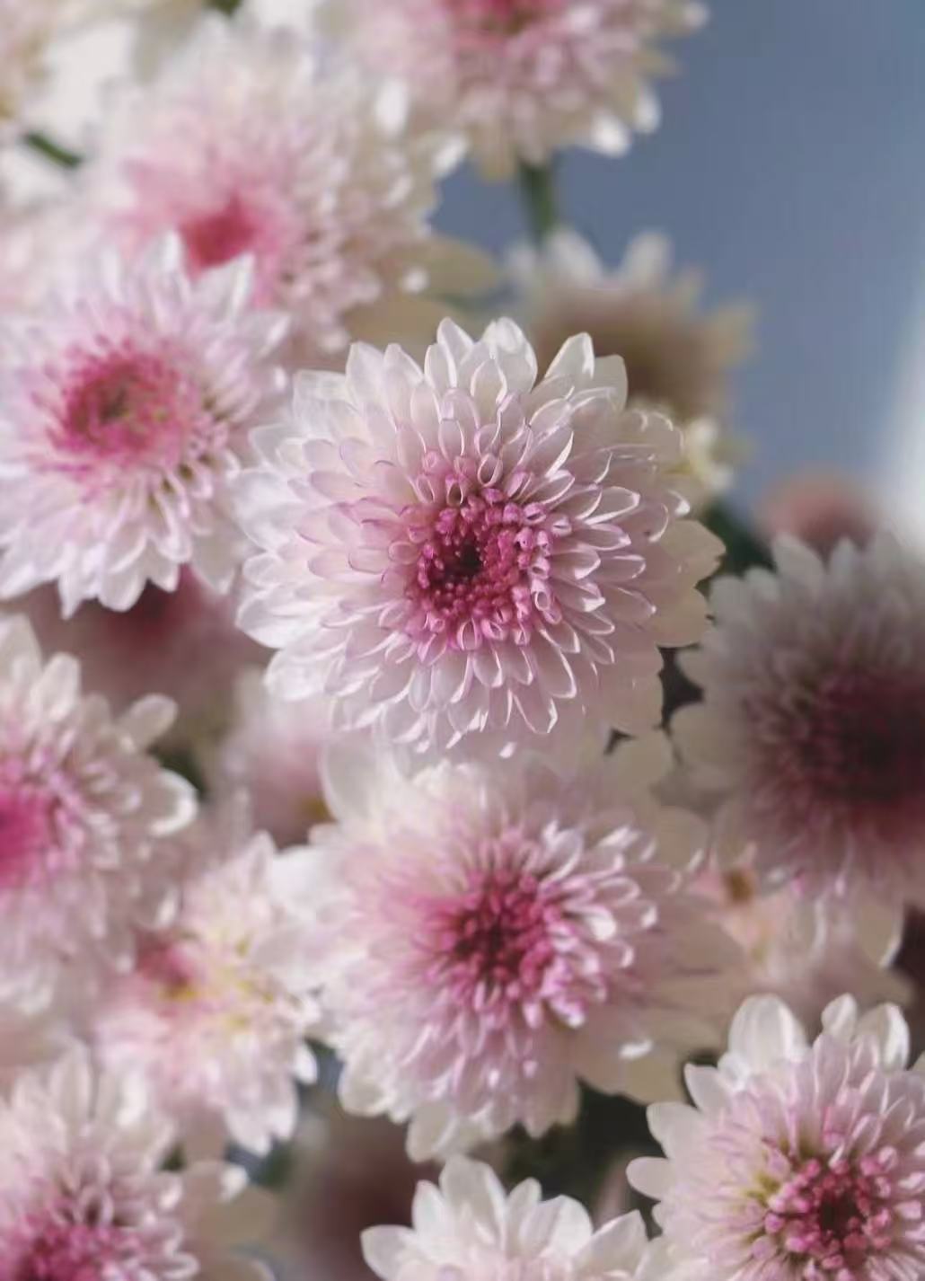 Matisse pink chrysanthemum2 Matisse pink chrysanthemum2