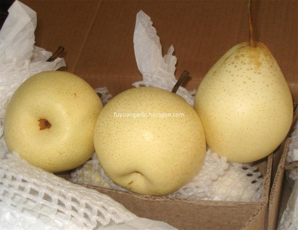 Delicious Ya Pear Delicious Ya Pear