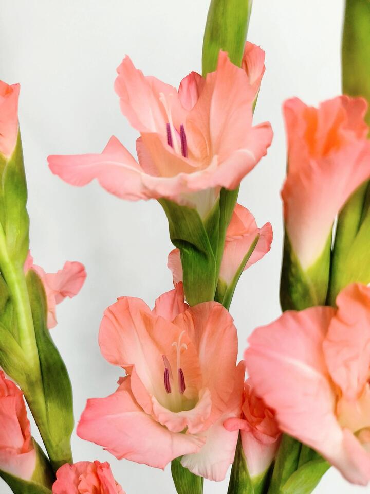 Pink Gladiolus Pink Gladiolus