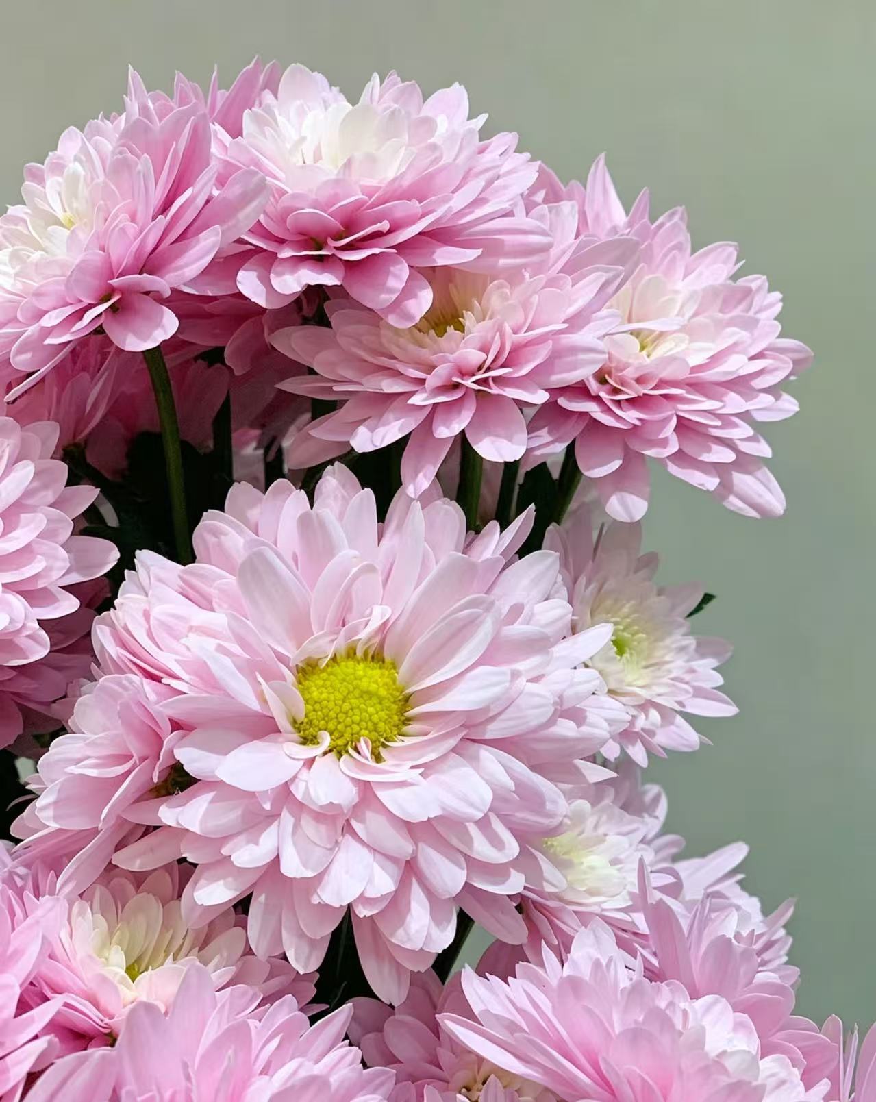 Seoul pink chrysanthemum Seoul pink chrysanthemum