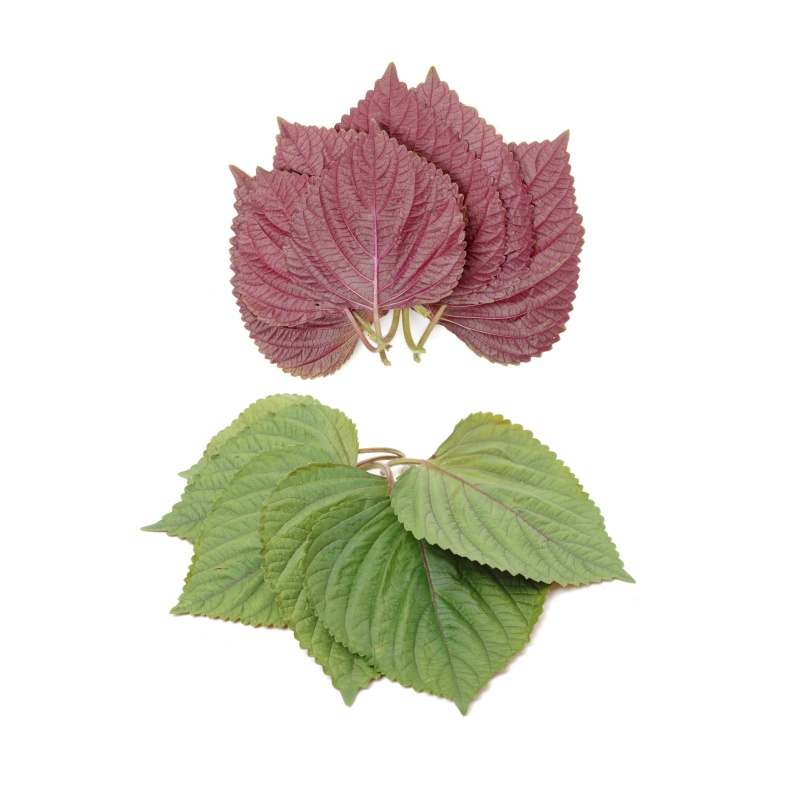 Perilla Leaf7 Perilla Leaf7