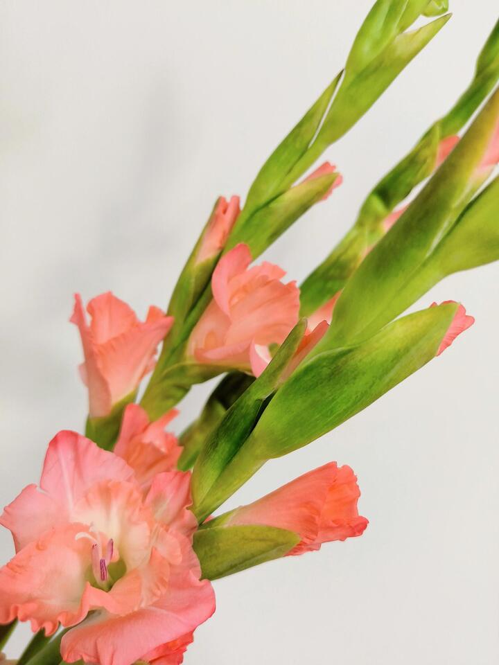 Pink Gladiolus Pink Gladiolus