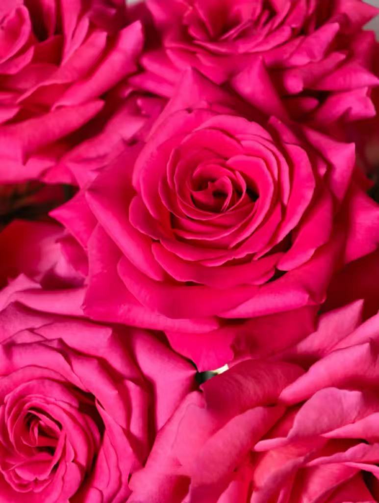 Pink Floyd Roses Pink Floyd Roses