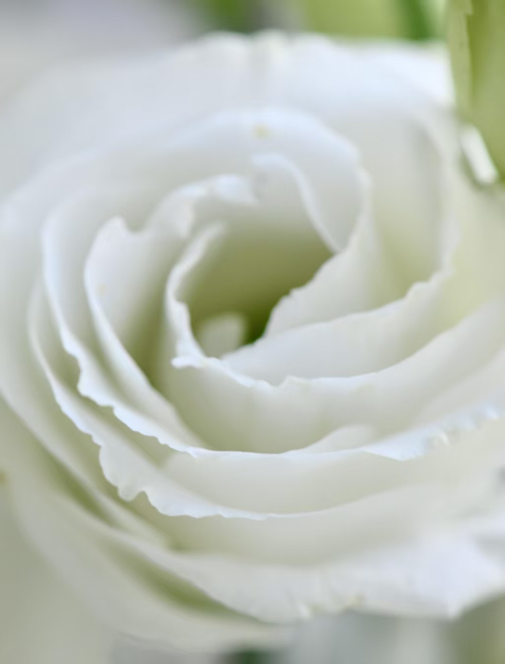 White Lisianthus/Eustoma White Lisianthus/Eustoma