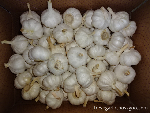 Pure White Garlic