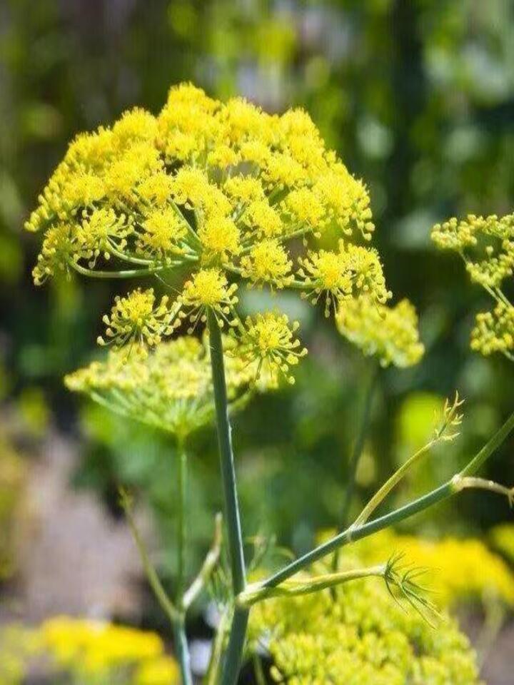 Fennel flower Fennel flower