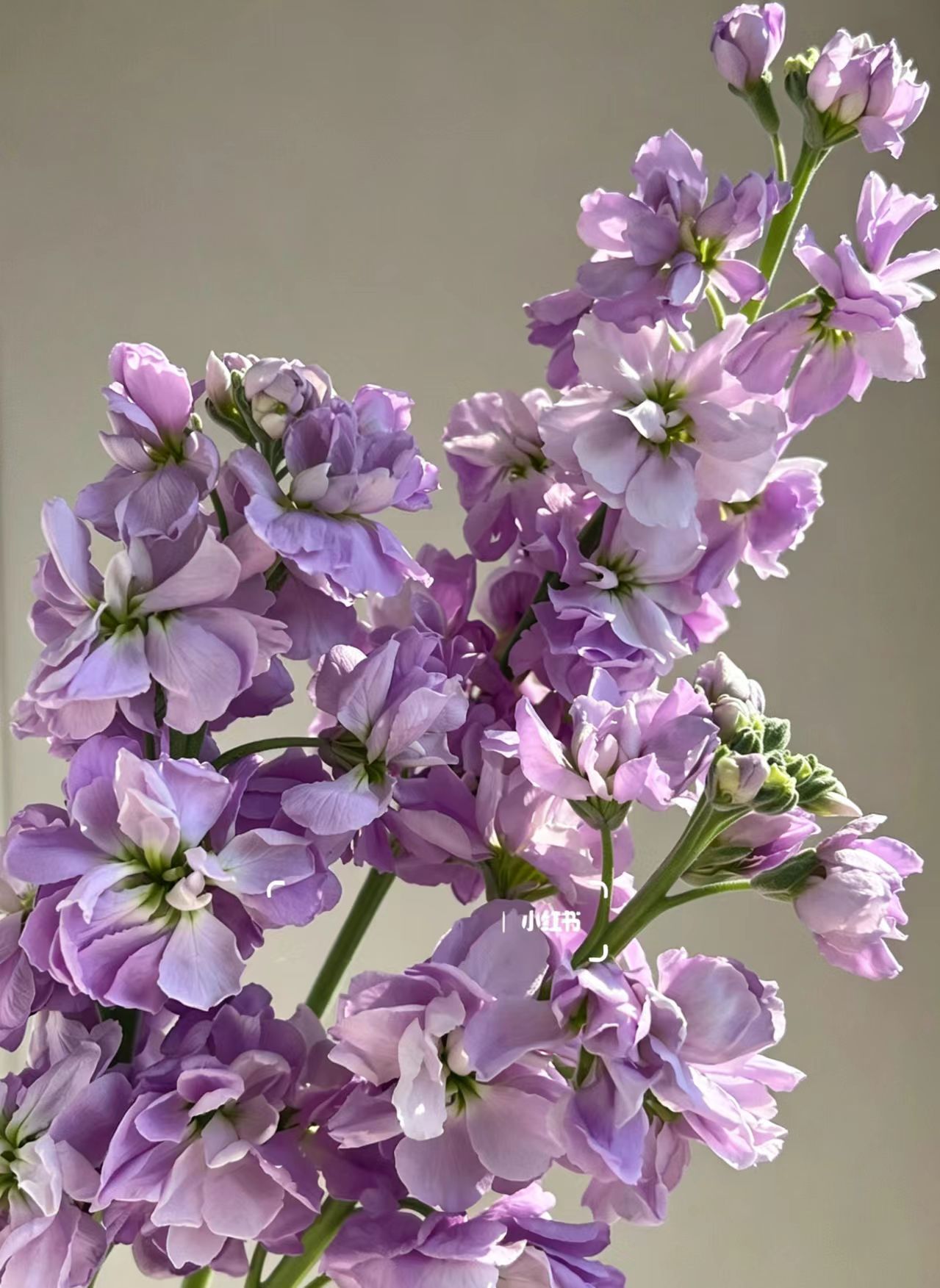 Light purple Violet Light purple Violet