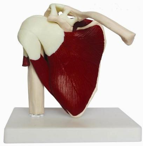 Natural big shoulder joint model Natural big shoulder joint model