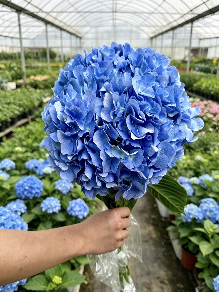Dark blue single hydrangea Dark blue single hydrangea